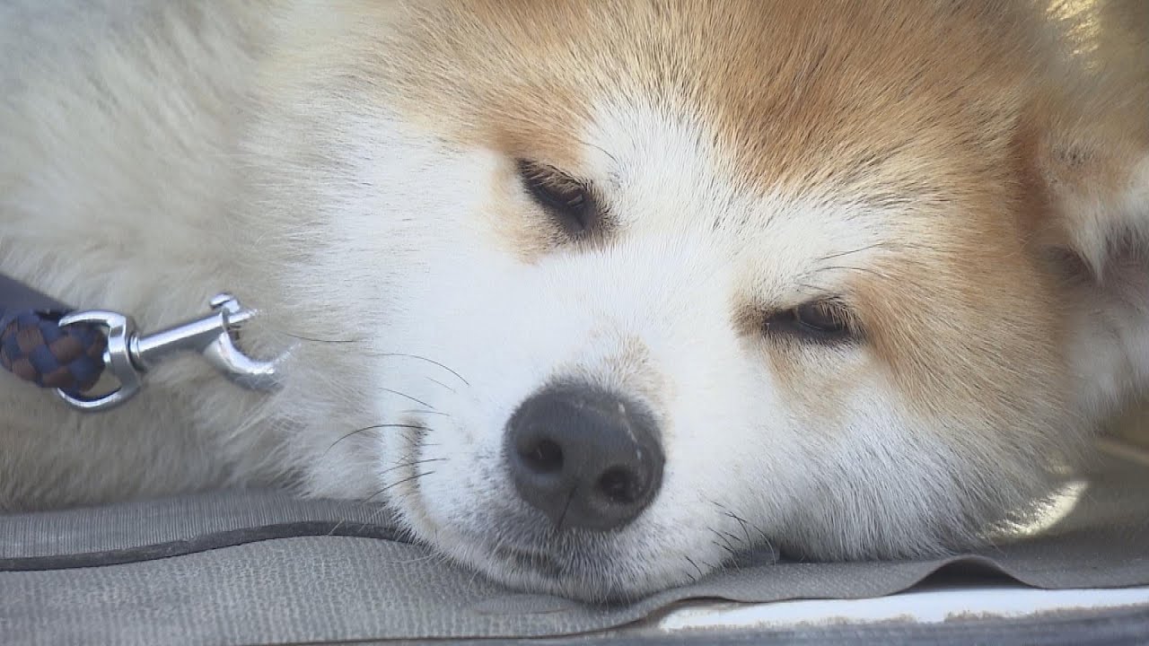 原発被災地の秋田犬「大馬」１年で急成長！？　南相馬市小高区で害獣対策（福島県）