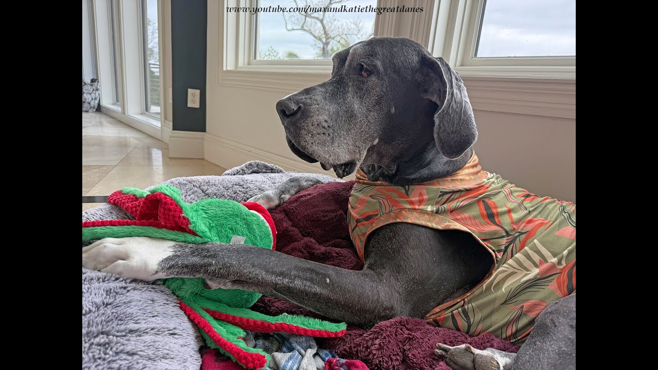 Funny Senior Interrupts 8 Great Dane Meet & Greet To Get To The Squeaker Gifts
