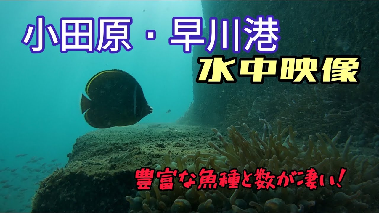 小田原・早川港／水中映像