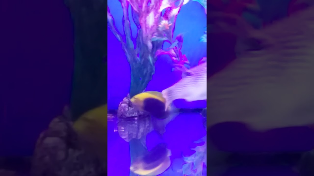 Centropyge acanthops