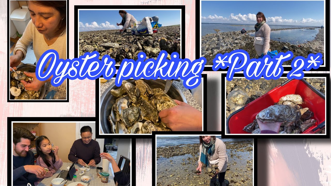 Oyster picking at Oude Zeedijk, Kattendijke, Netherlands *Part 2*