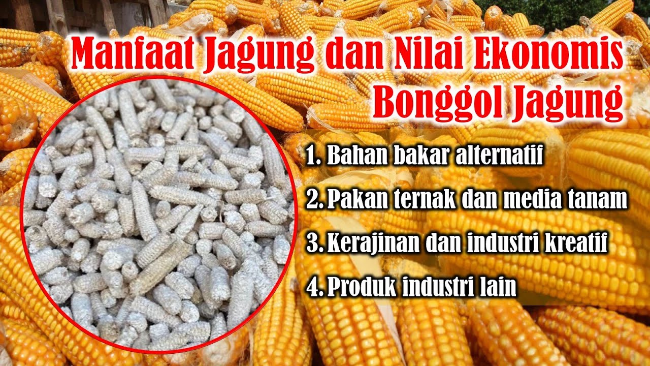 Manfaat Jagung dan Nilai Ekonomis Bonggol Jagung