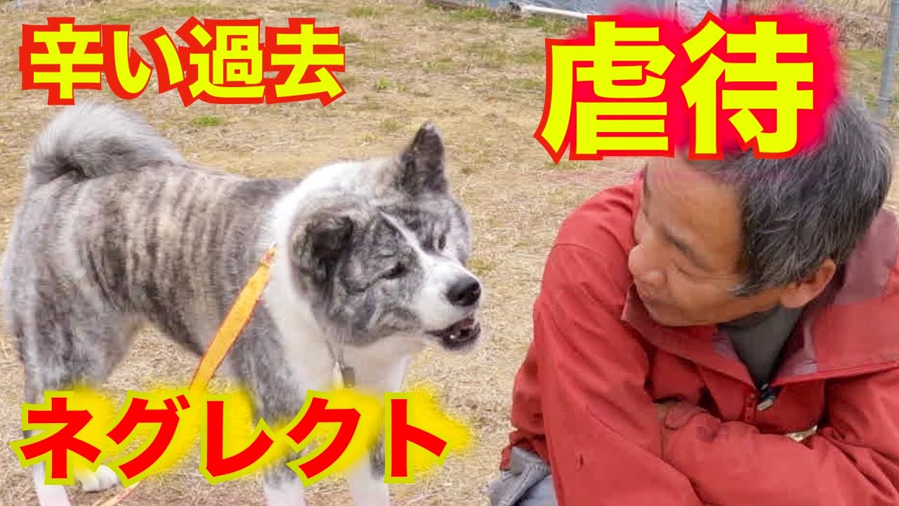 【秋田犬】虐待と経験不足からのロックオンと散歩の問題行動