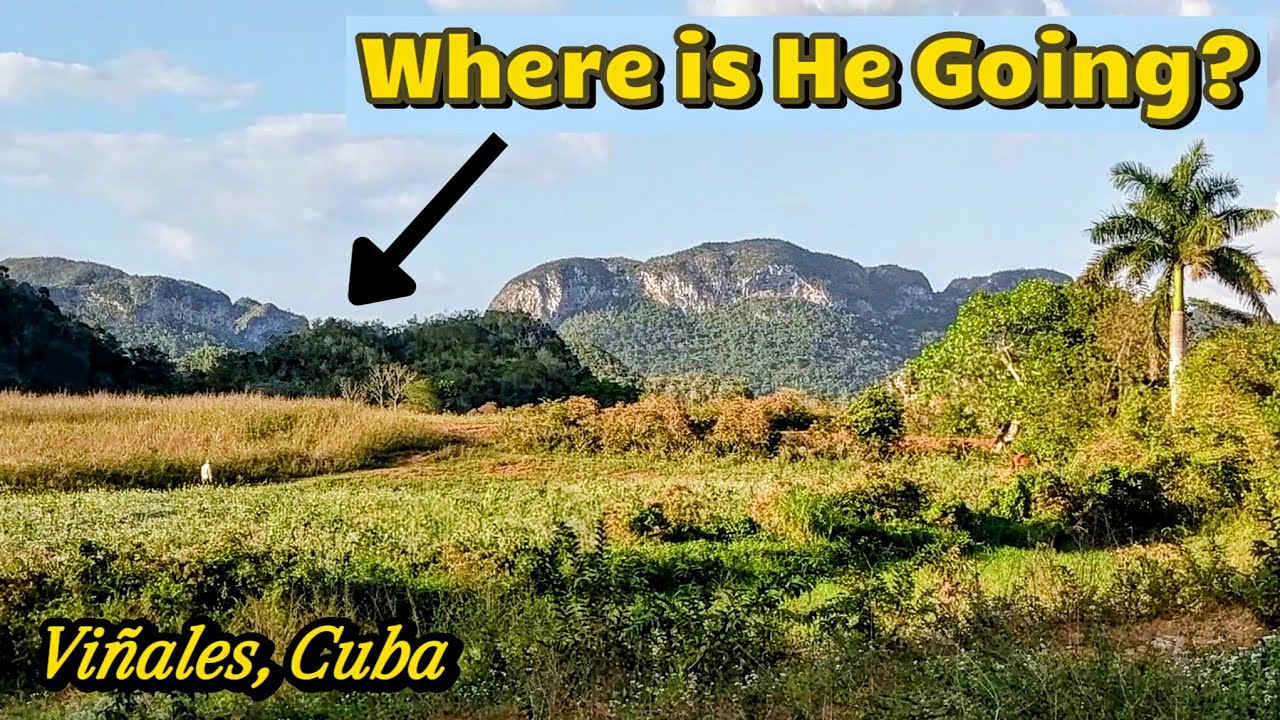 Friendly DOGS and STUNNING NATURE in Viñales, Cuba!