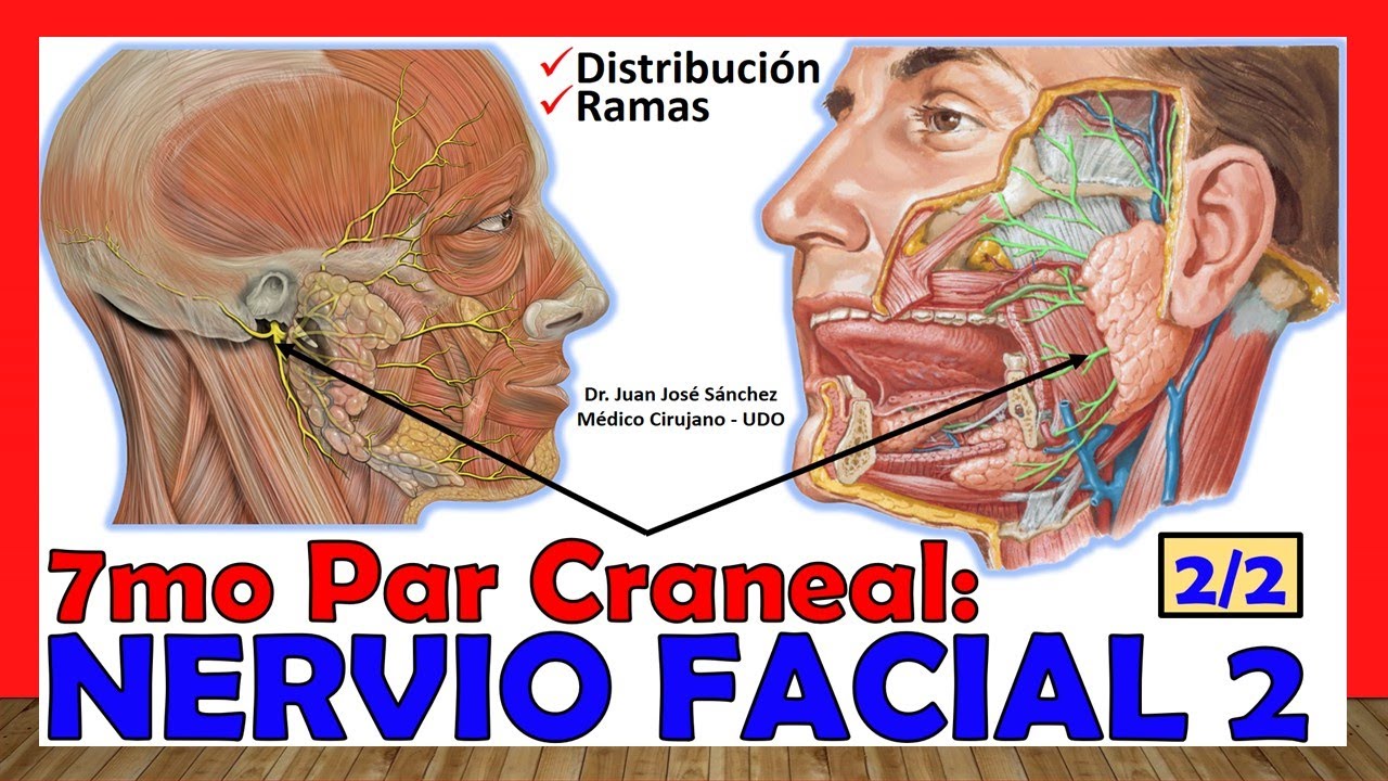 🥇 7mo Par Craneal - NERVIO FACIAL 2/2 - Ramas. &iexcl;Explicaci&oacute;n Sencilla!