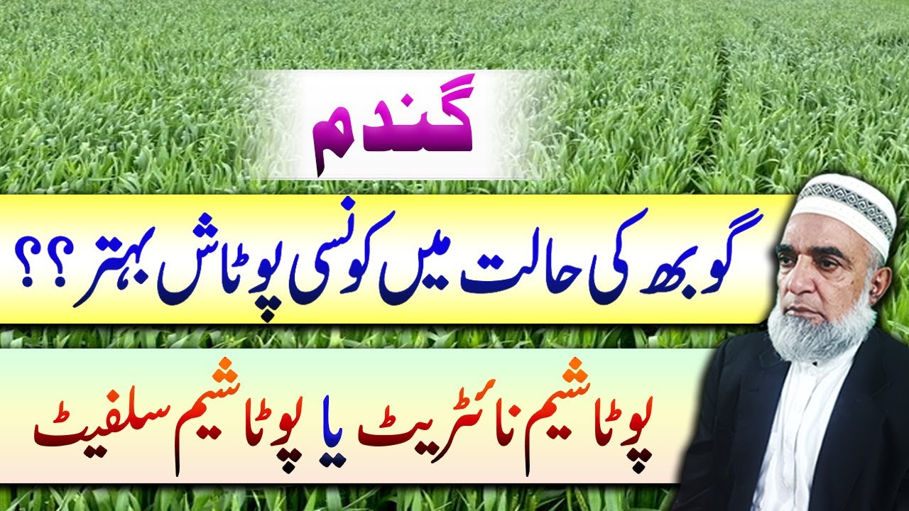 Potassium Nitrate vs Potassium Sulphate in Wheat | Best Choice at Gobh Stage || Crop Reformer