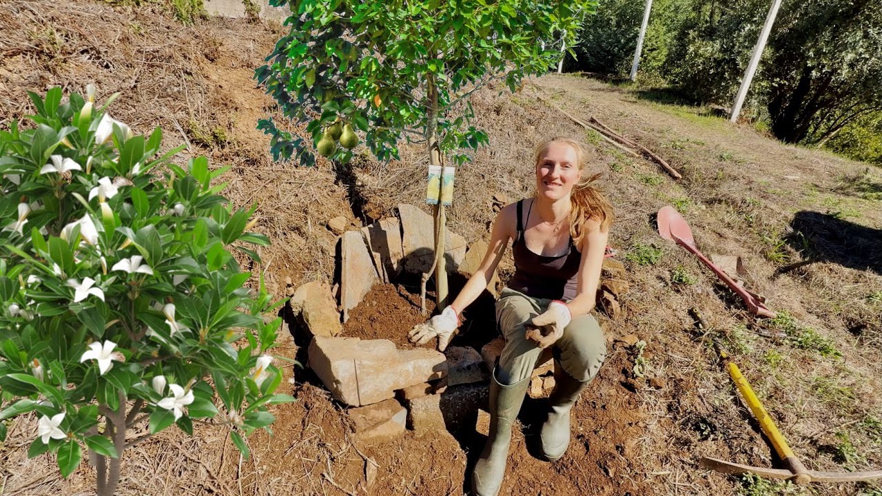 Rebuilding My Homestead Fruit Forest