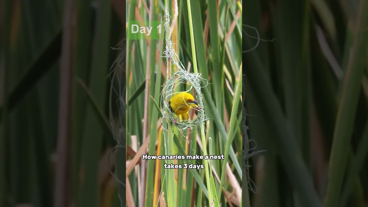 How canaries make nests #shorts #nature #birds