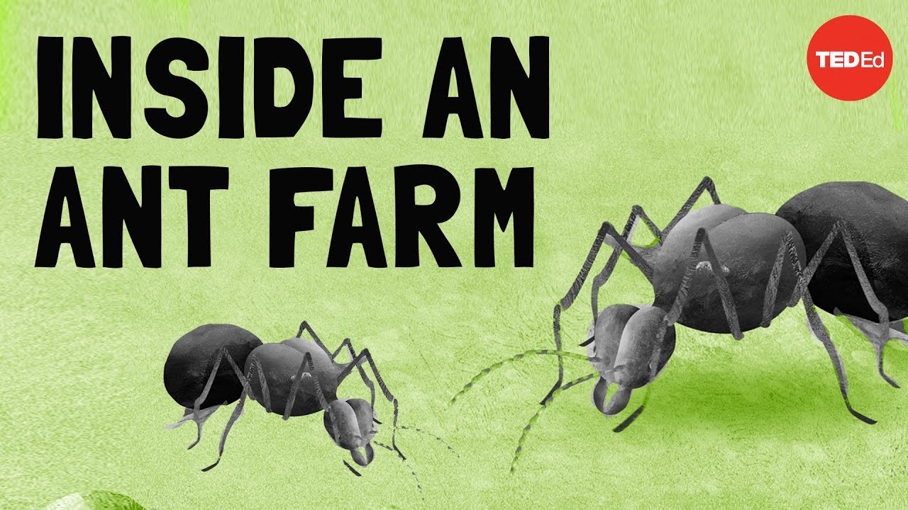 Puke, poop, and tiny cockroaches: How the leafcutter ant queen runs her farm - Charles Wallace