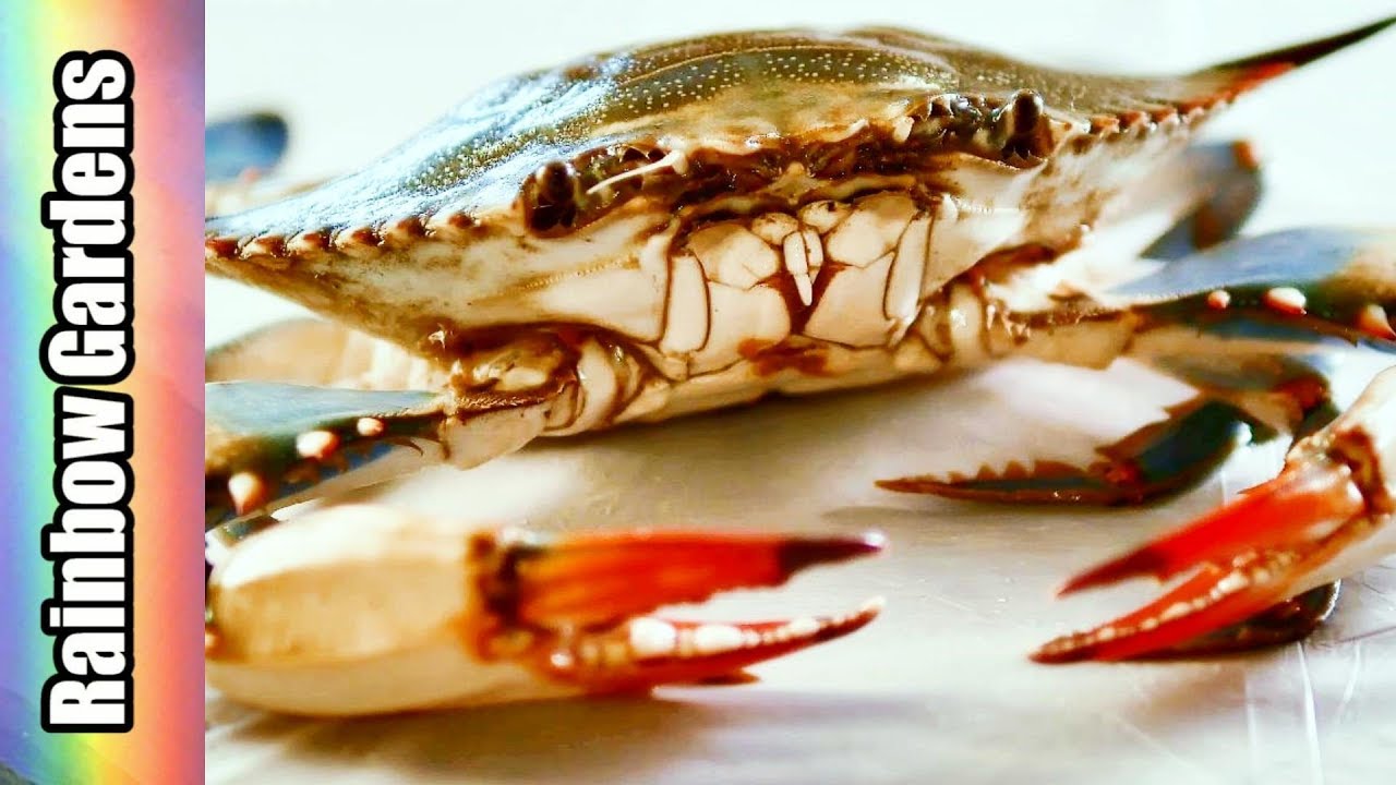 How to Collect Crab Roe and Clean Blue Crabs