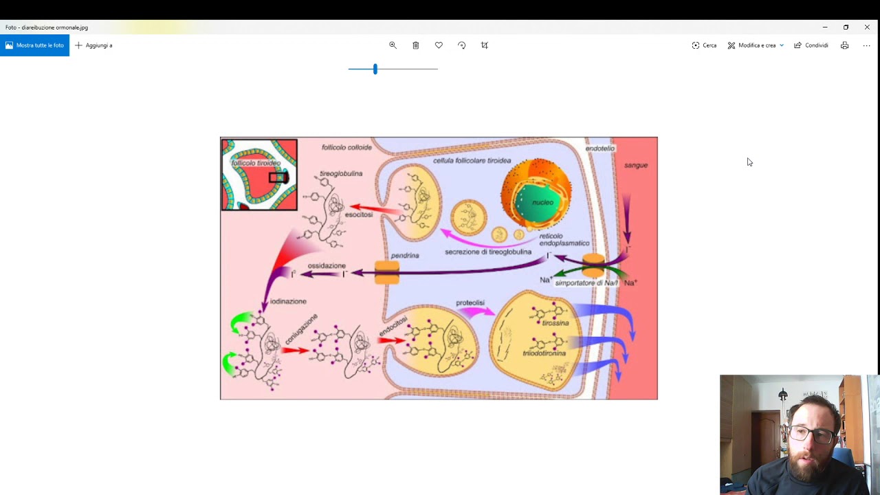 Metabolismo degli ormoni