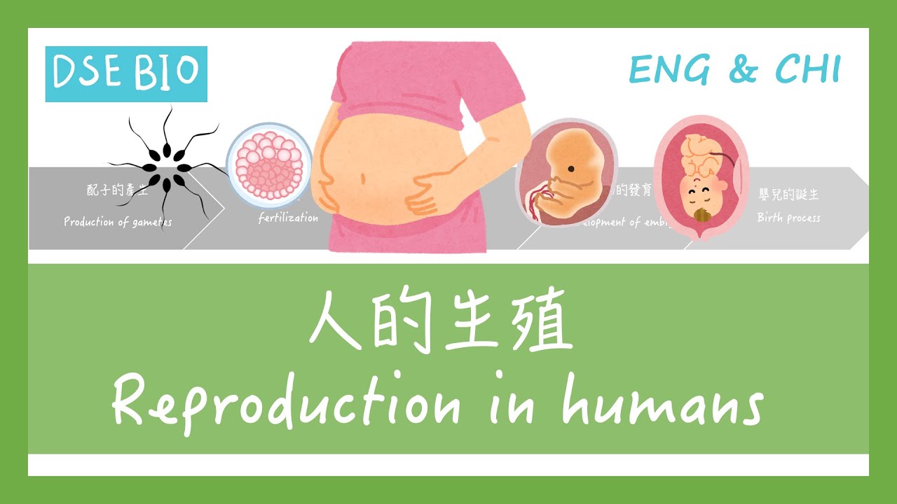 [DSE BIO - 課文重點] 28分鐘講完【人的生殖 Reproduction in humans】！
