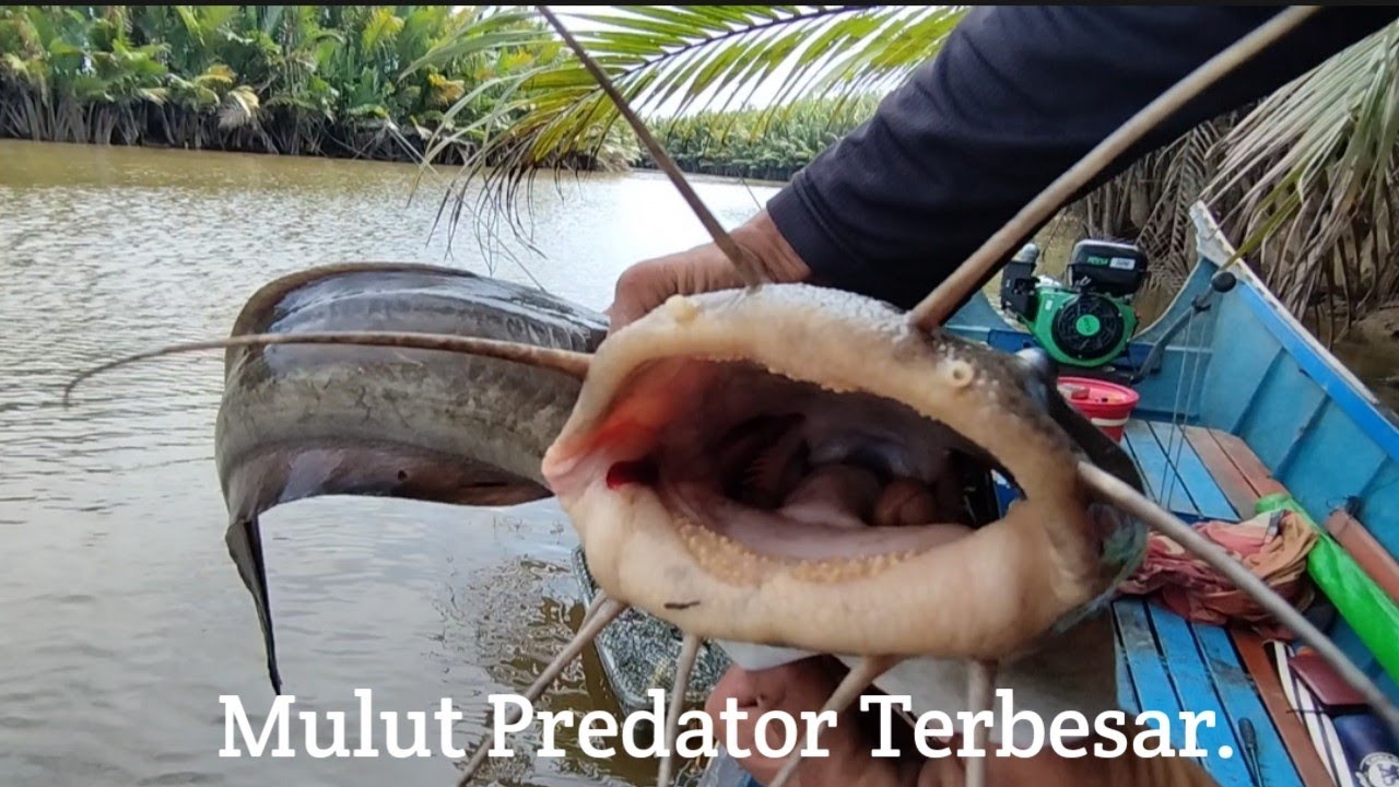 Ganasnya Predator Monster Ikan Sembilang Terbesar yang saya dapat #mancingmalam