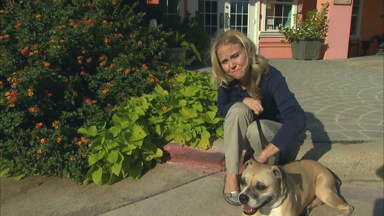 VetsOnCall &ndash; Dog Mabel slowed by unknown injury