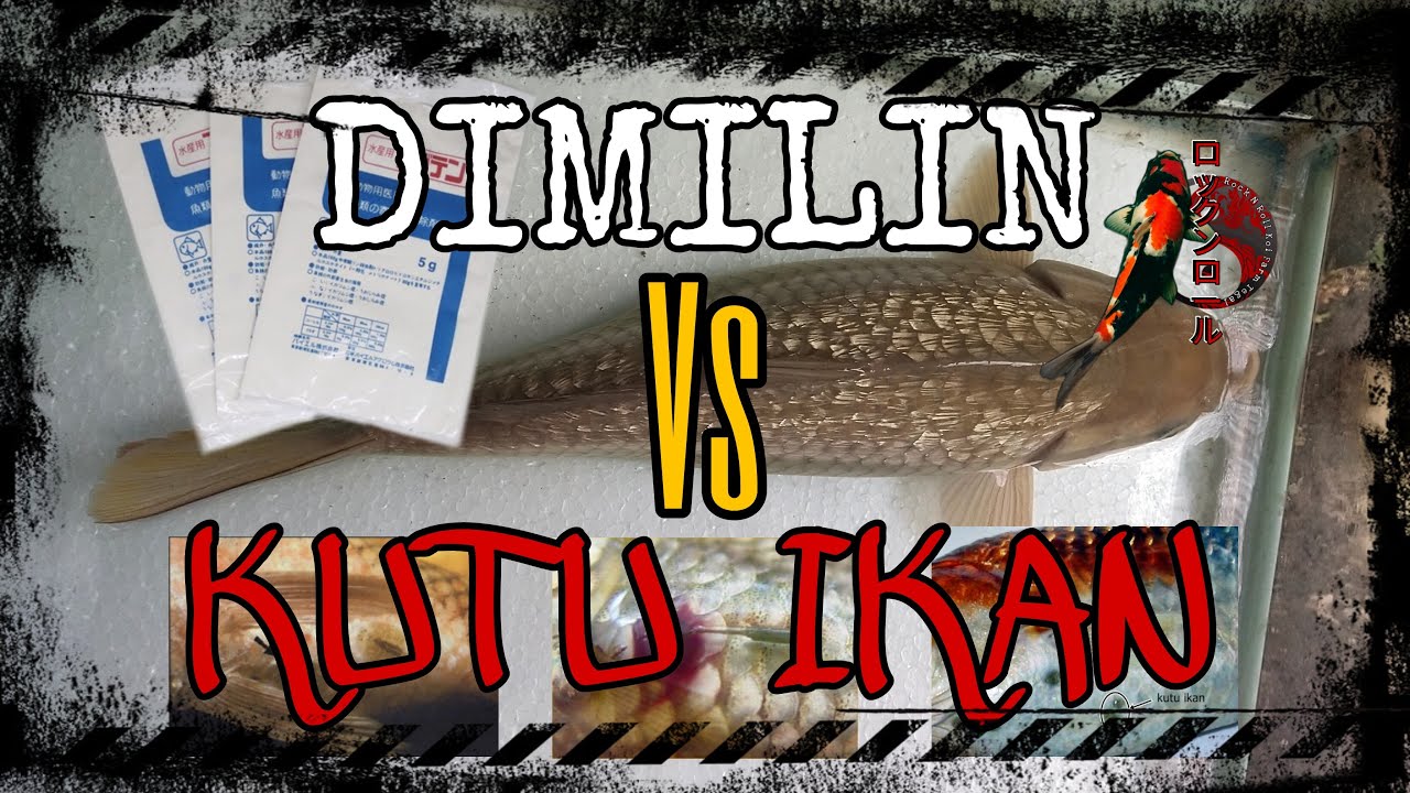 Dimilin Vs Kutu Ikan Koi