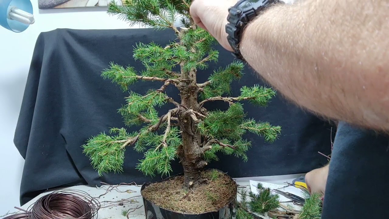 Picea glauca de vivero a bonsái parte 2