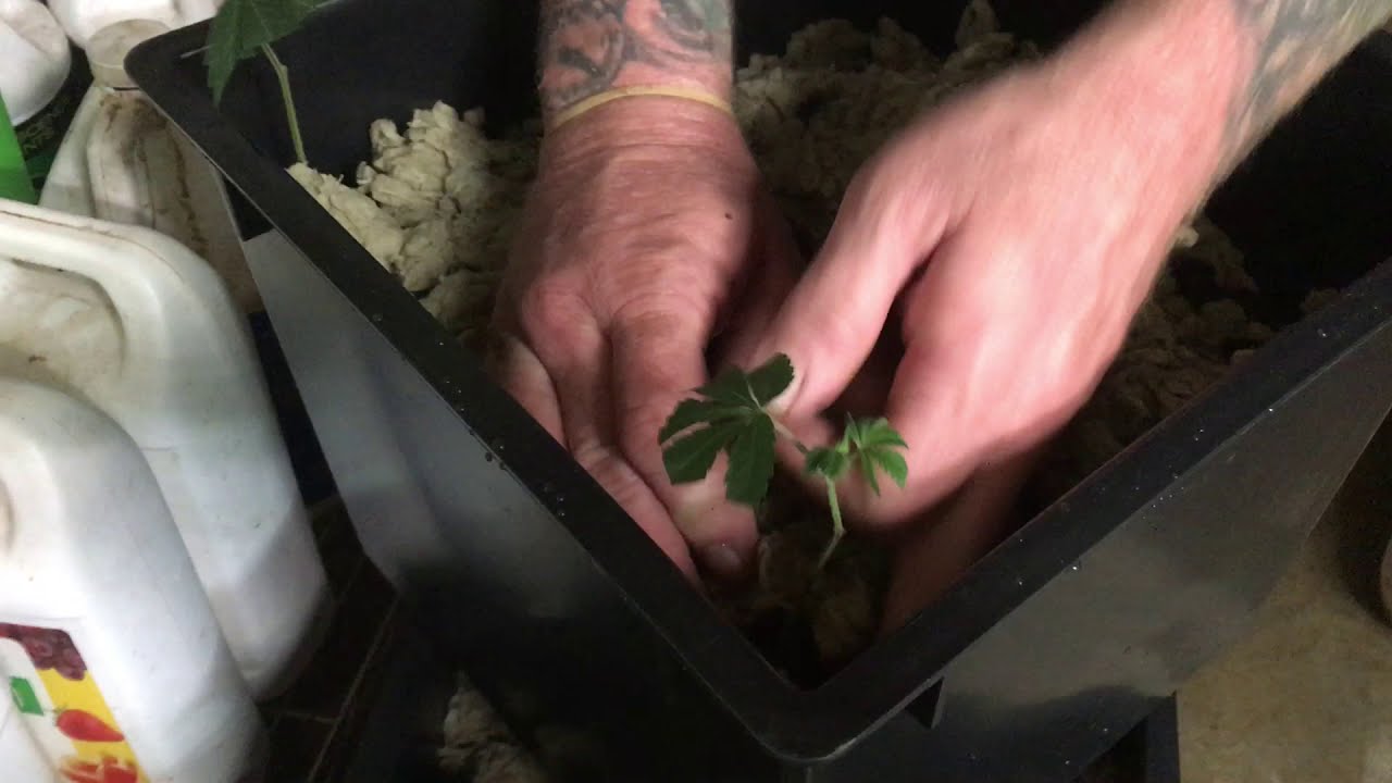 5 Growpito transplanting clones