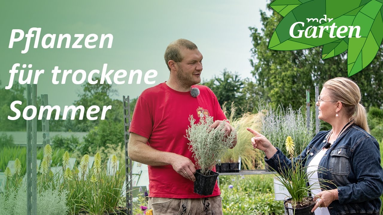 Pflegeleichte, trockenheitsliebende Stauden für Insekten | MDR Garten