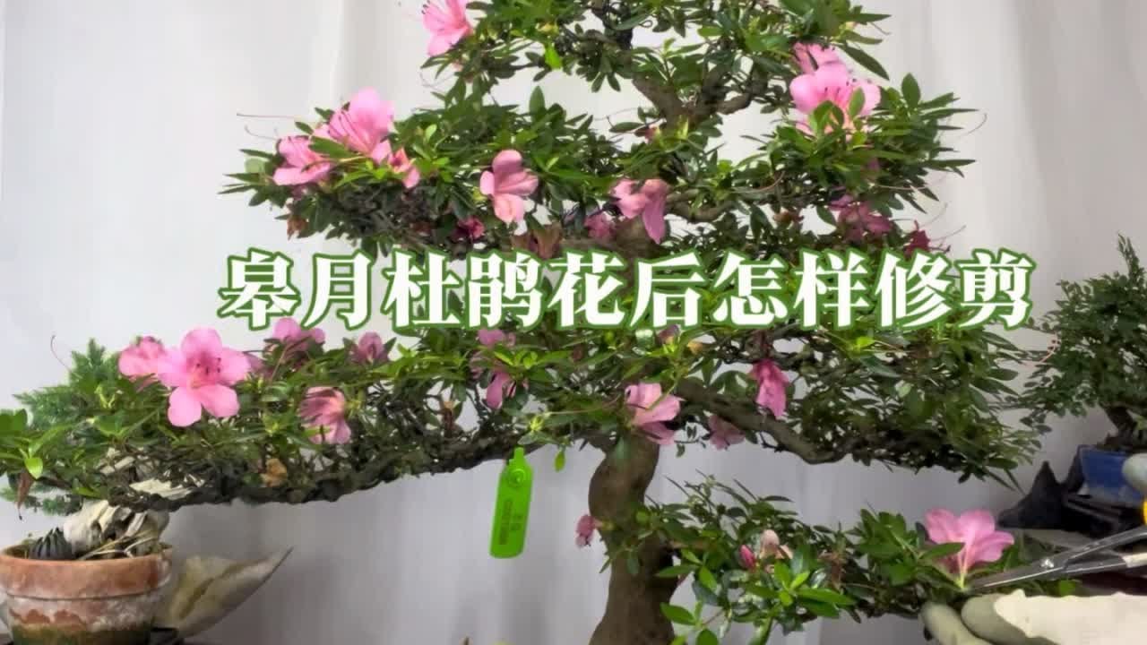 皋月杜鹃盆景花后怎样修剪与养护？很实用！赶紧看看 园艺师教你，日本进口皋月杜鹃盆景复壮养护与花后的修剪。#日本进口盆景 #皋月杜鹃 #杜鹃盆景 #杜鹃花后修剪 #杜鹃养护