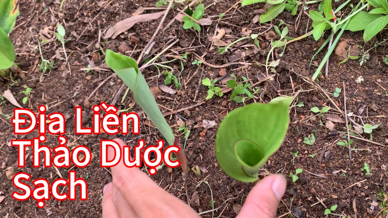 Địa Liền( Ngãi Đen) Được Trồng sạch An Toàn