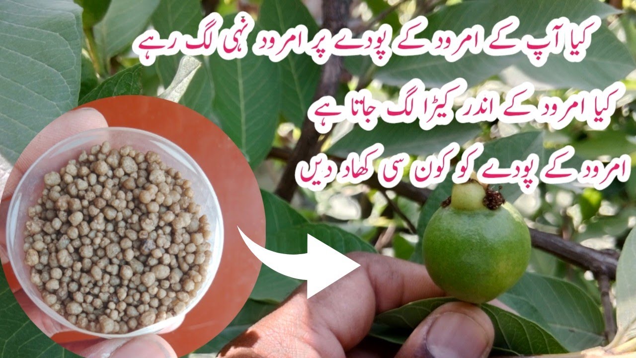 Amrood k pode k liye khas khad | Guava plant care and tips .