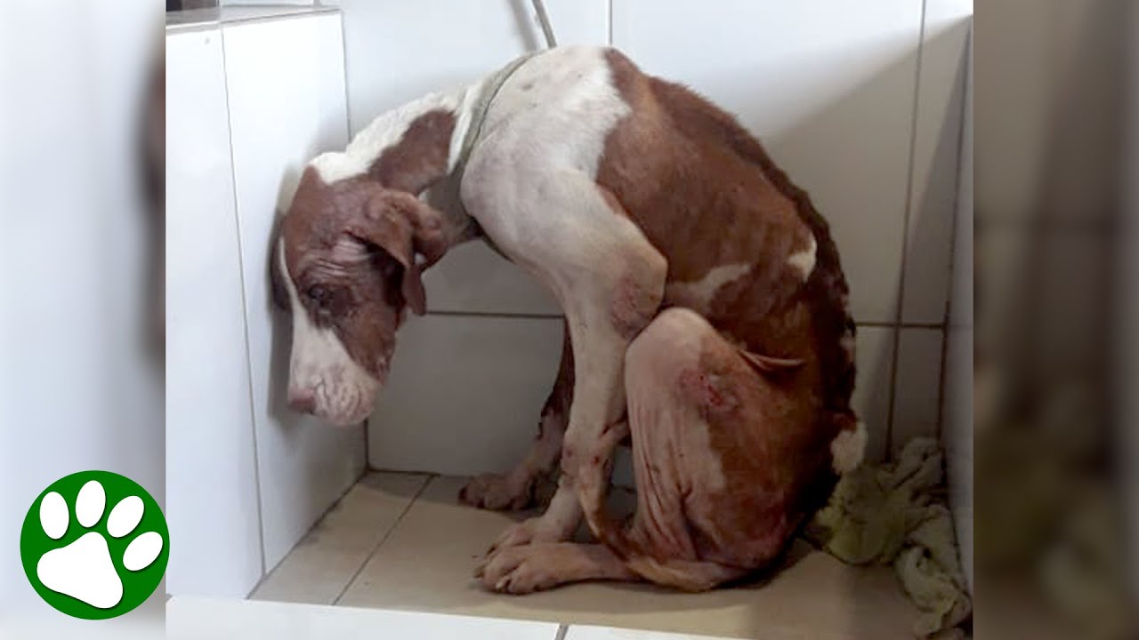 Abandoned dog was just SKIN and BONES and had lost all faith in humanity