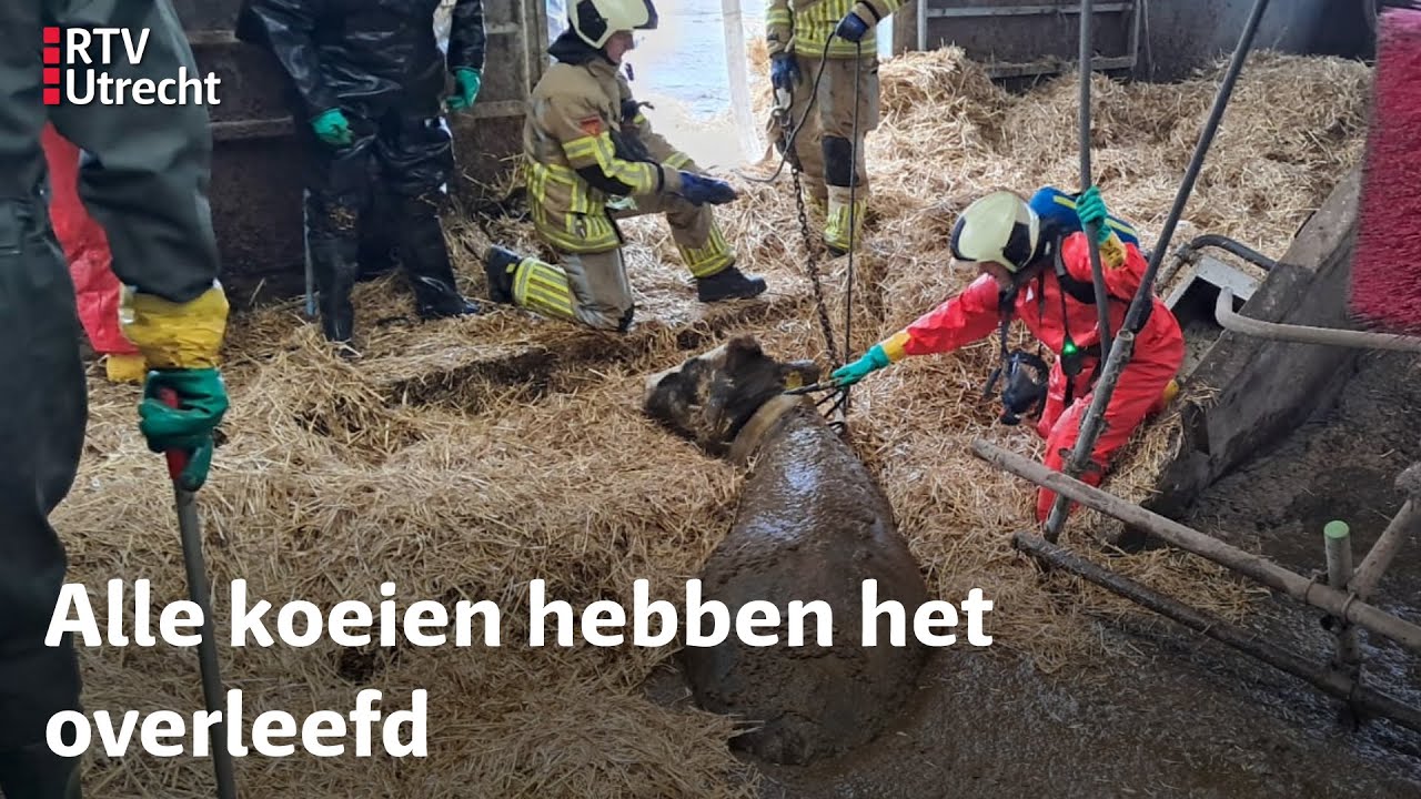 Koeien zakken door stalvloer in Westbroek, alle beesten uiteindelijk gered | RTV Utrecht