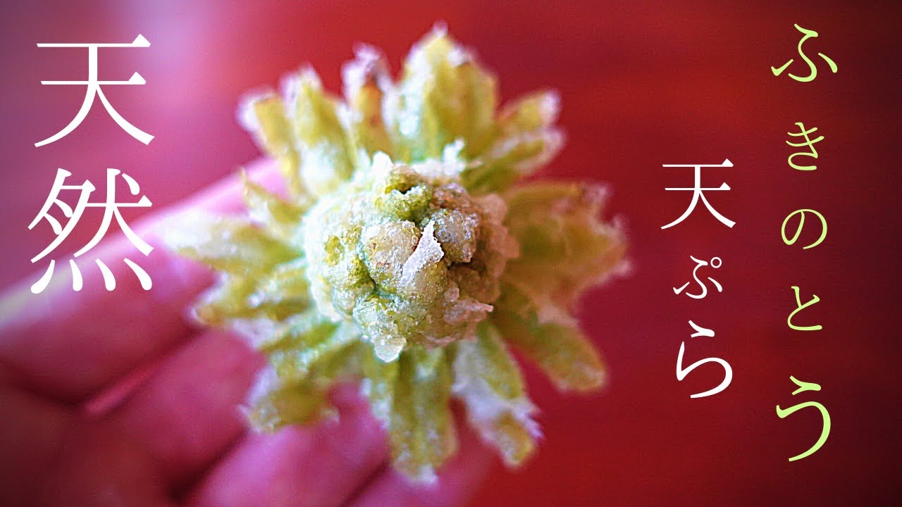 【保存版】ふきのとう 天ぷら〜花のように中からも温度を通しサクサクに揚げる方法