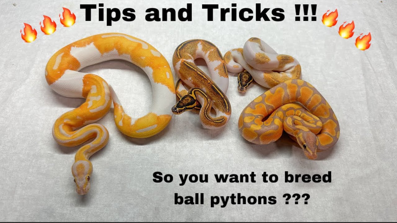 My Advice for new Ball Python Breeders !!!!