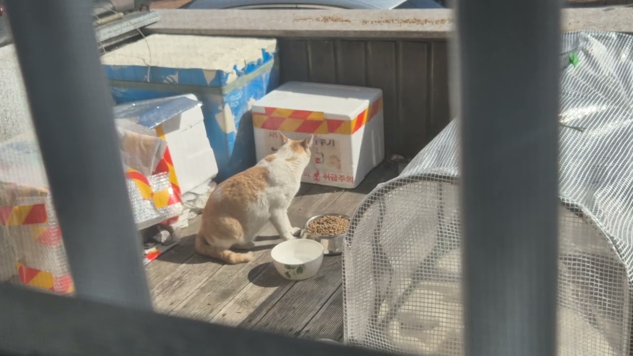 2월28일 점심시간이다.우리집 오는 길냥이...이름 아중이