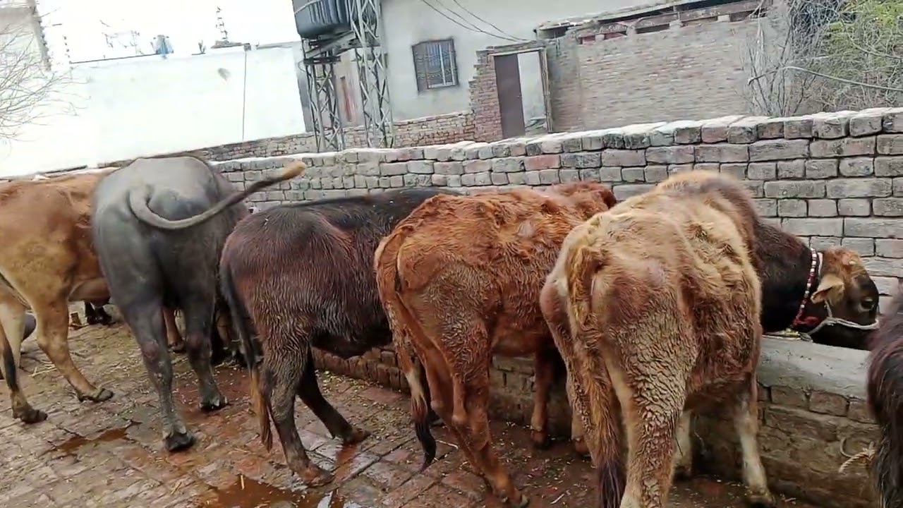 Lo ge buffalo 🐃 Chhavi Dekho zara