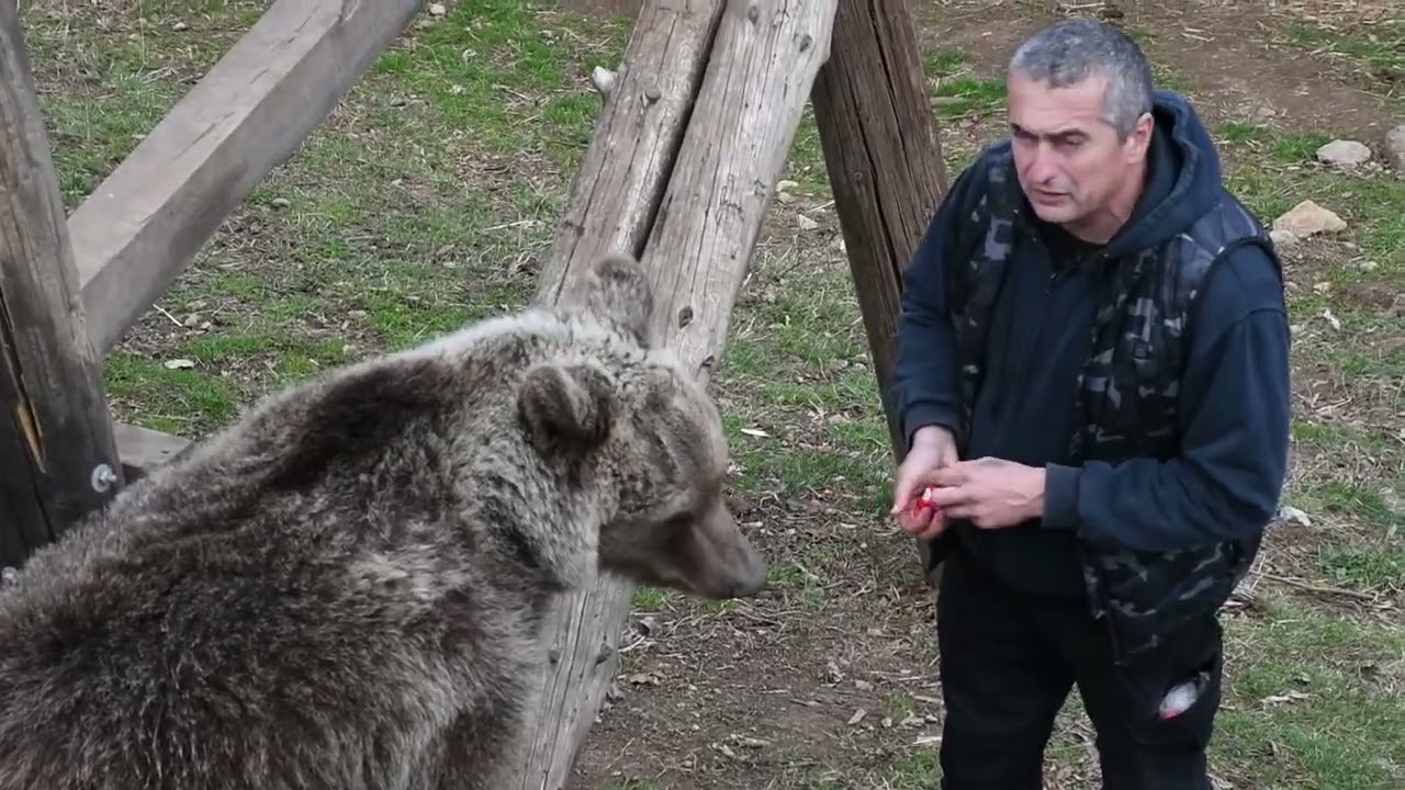 Petar Tubić udomio je dvije medvjedice bez majke i pretvorio ih u svoje kućne ljubimce