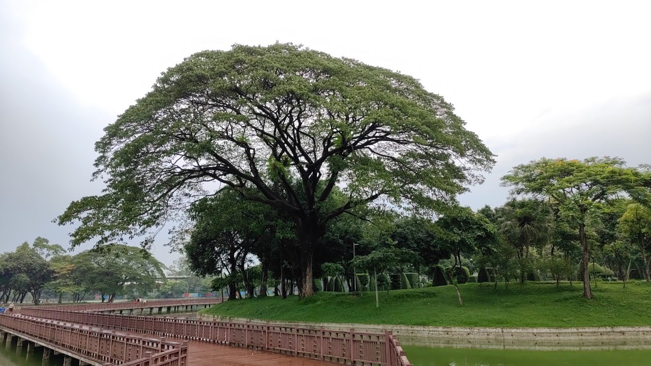 原始森林到底有沒有參天大樹？地球母親會原諒曾經的我們做過的那些事情？電影《阿凡達》創意來源哪裡？