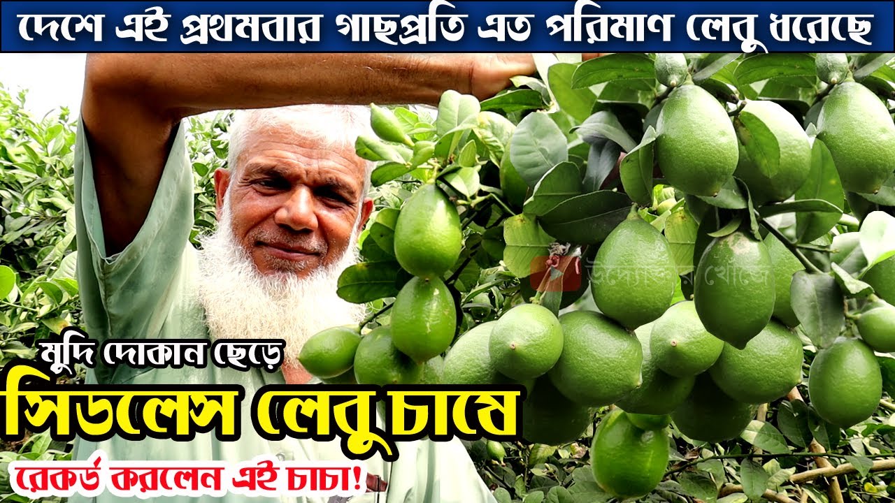 সিডলেস লেবু চাষে সফল যশোরের আতিয়ার রহমান | উদ্যোক্তার খোঁজে