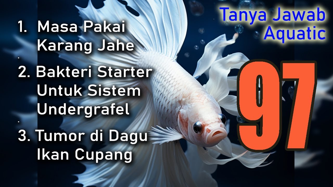Tanya jawab Aquatic 97