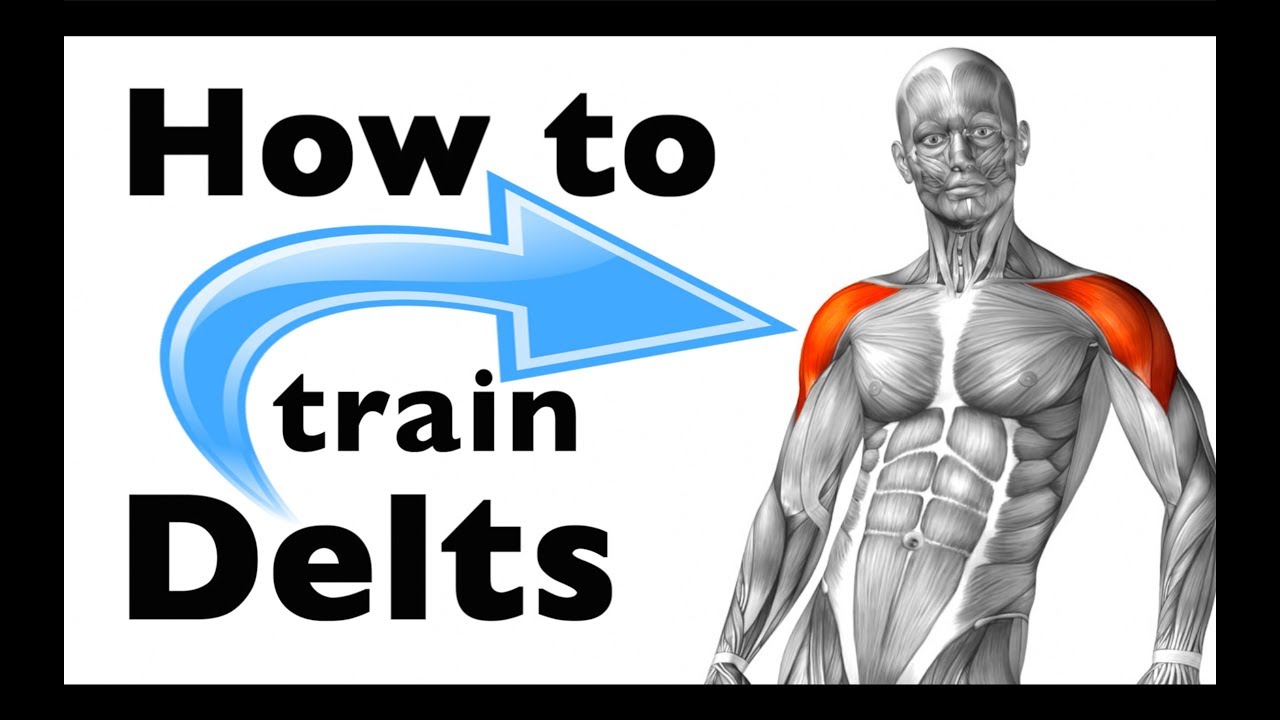 How to: Train your Deltoids: (+12 gym exercises!)