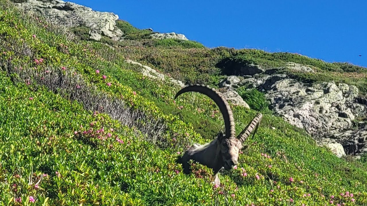Tour du Mont Blanc Day 12:  La Flegere