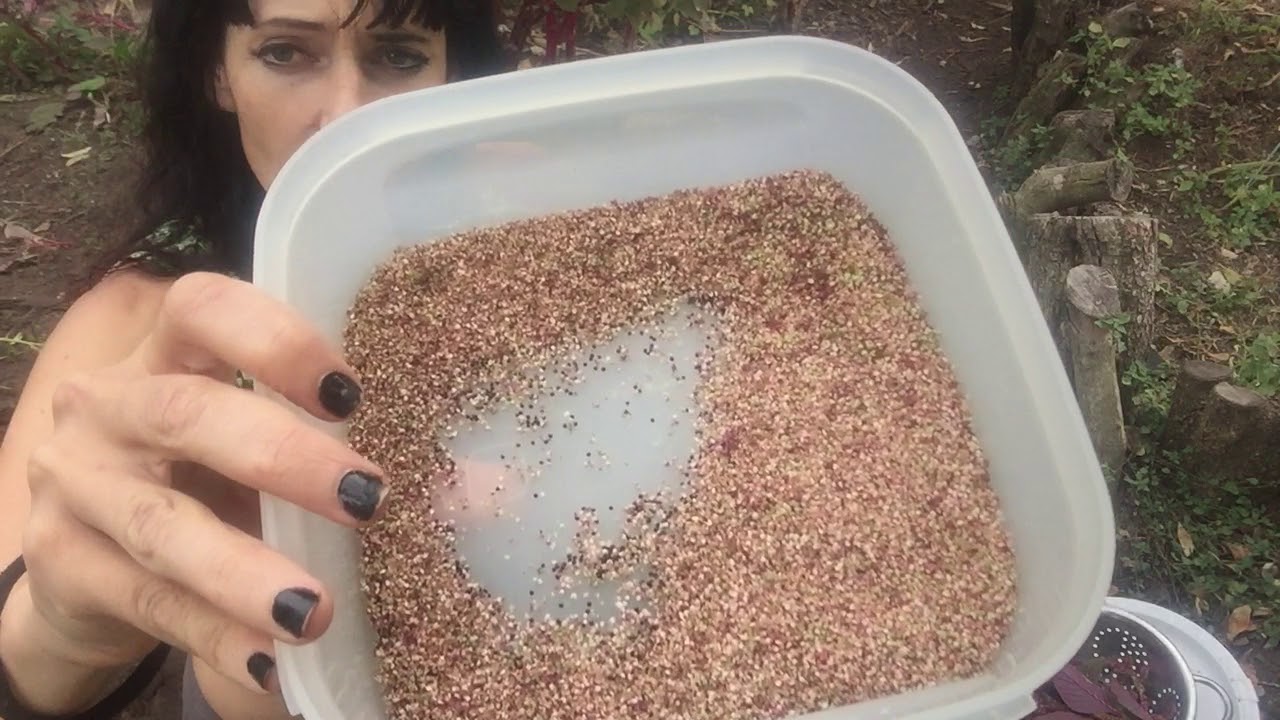 How to Harvest Amaranth Grain/ seed