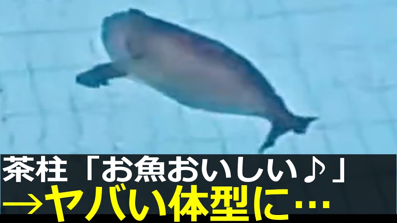 アザラシ幼稚園、ドカ食い茶柱部が爆誕してしまう
