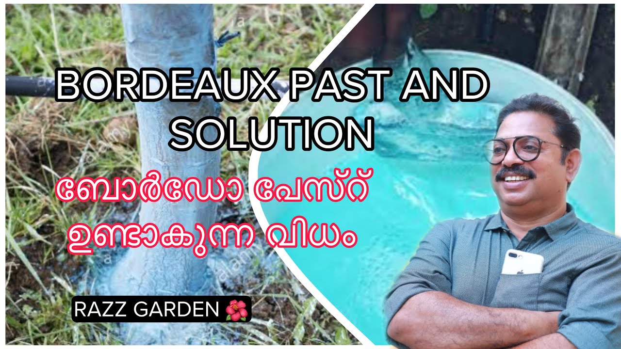 Bordeaux paste and bordo solution making video ബോർഡോ പേസ്റ് ഉണ്ടാകുന്ന വിധം