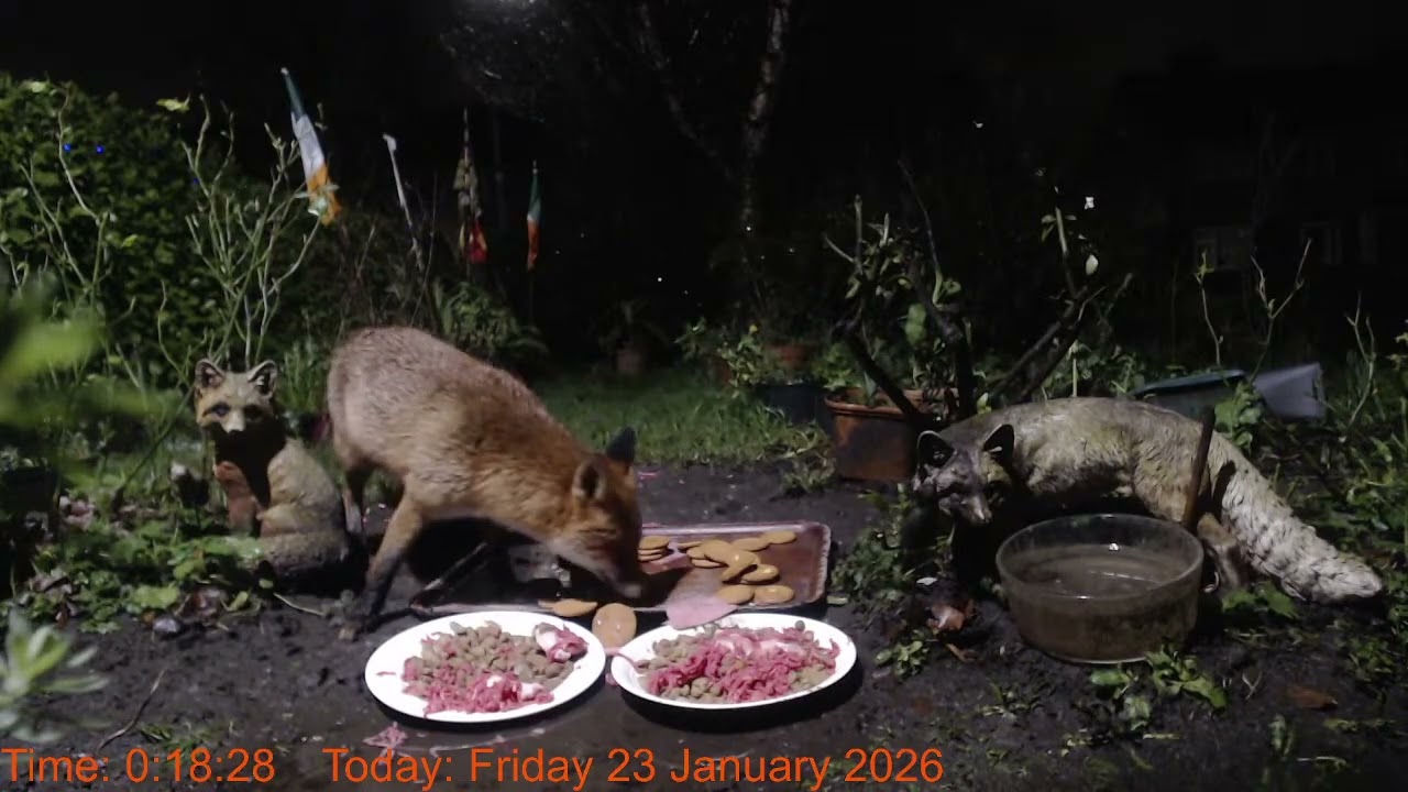Foxheaven Dublin Ireland Livestream