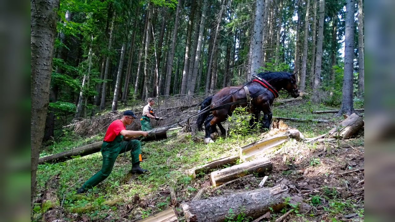 Peja & Bora, Hard work in forest with draft horses 💪
