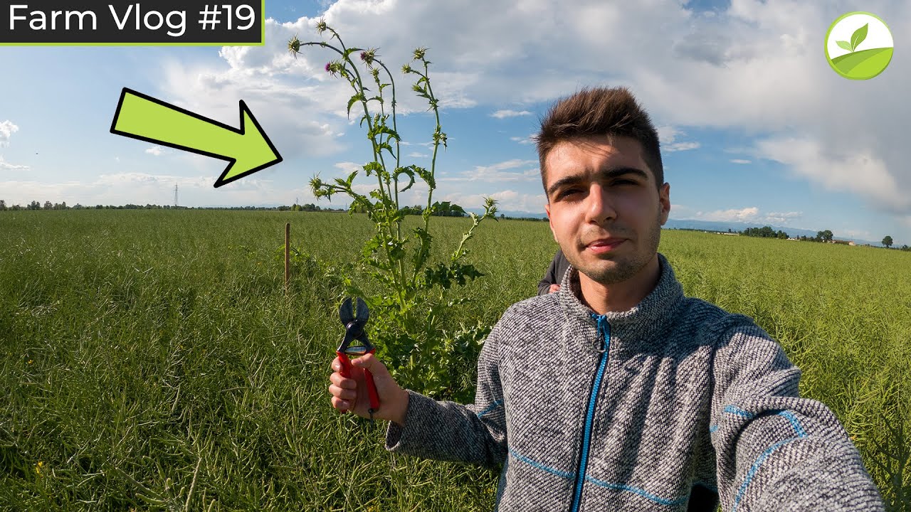Farm Vlog #19 - A MANO NEL COLZA PER ELIMINARE IL CARDO MARIANO! 🥵