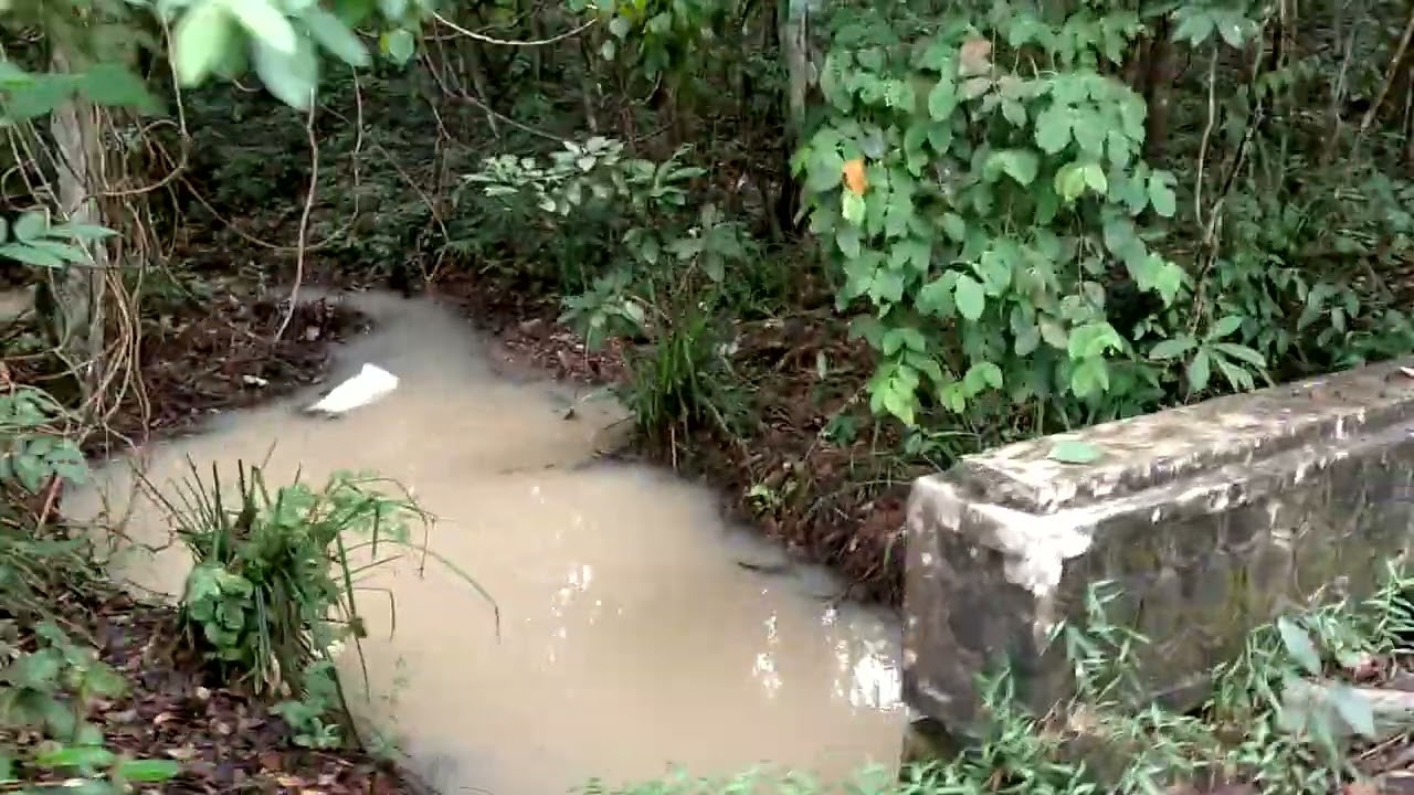TAMAN  NASIONAL GAJAH WAY KAMBAS LAMPUNG TIMUR||SEPANJANG JALAN HUTAN ASLI DAN GAJAH YANG BISA JOGET