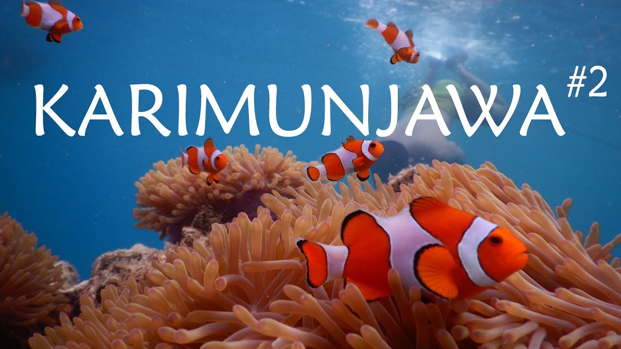 Ada Nemo di Karimunjawa | Vlog 006
