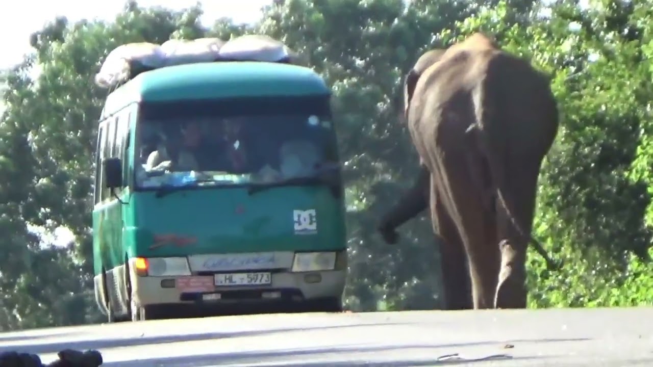 Elephant causes traffic jam in Sri Lanka! 🐘🚗