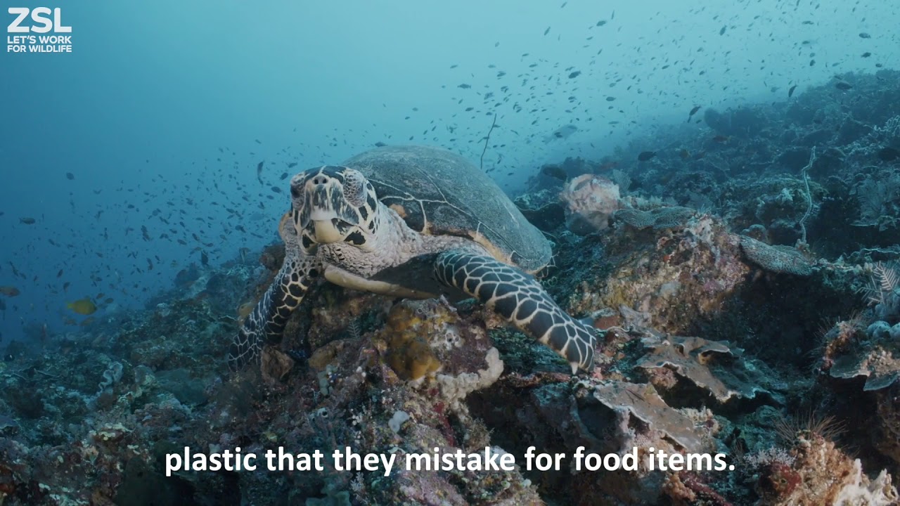 It's time to end plastic pollution
