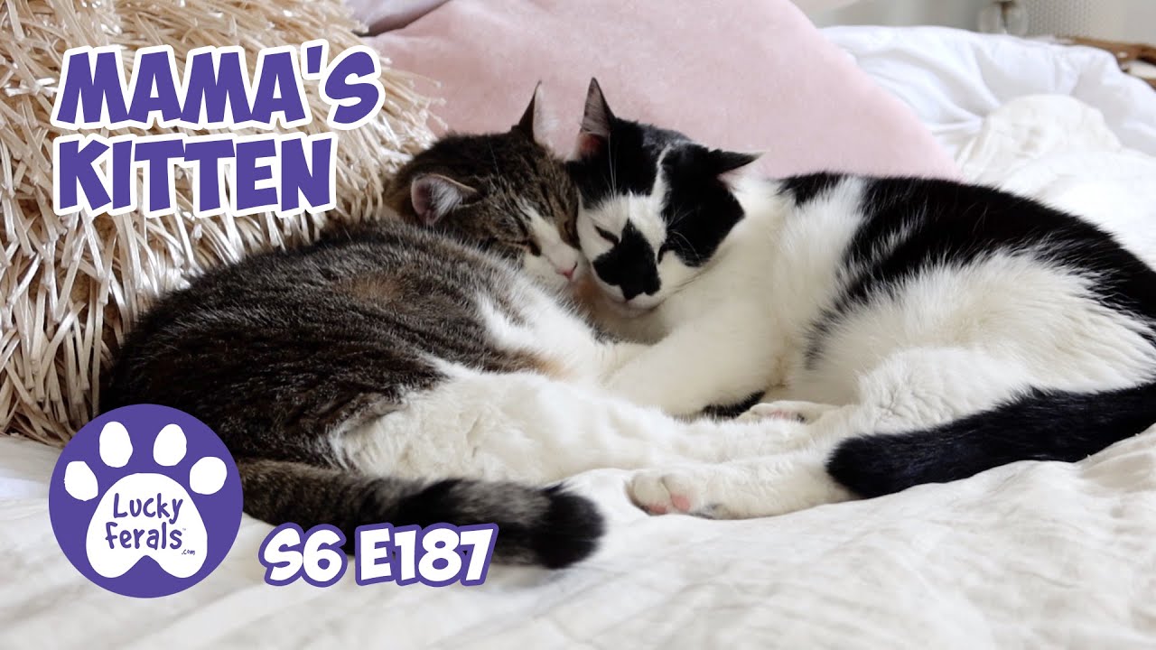 Mama's Kitten - S6 E187 - Bonded Cats, Rescued Cats, Introducing Cats