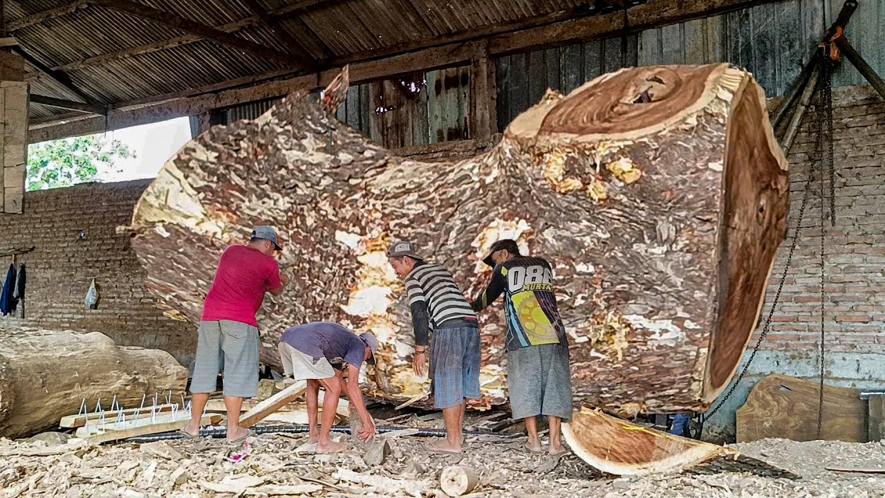 Kayu trembesi antiq milik raja sawit !! Seharga milyaran rupiah digergaji I Sawmill
