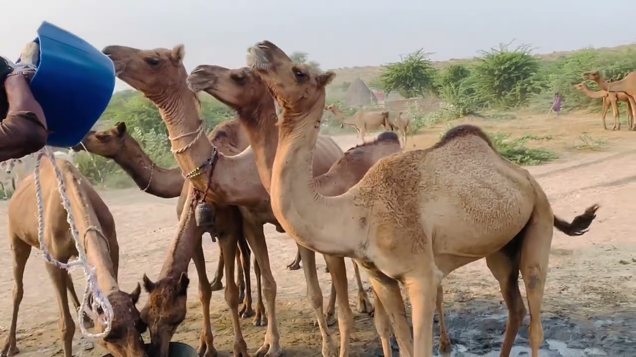 Camels farm round timing taking water . | camel videos | #camals #camelroundtime #camel